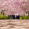 Cherry Blossoms Bispebjerg Cemetery, Copenhagen