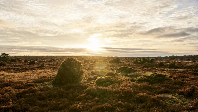 Lille Vildmose in North Jutland