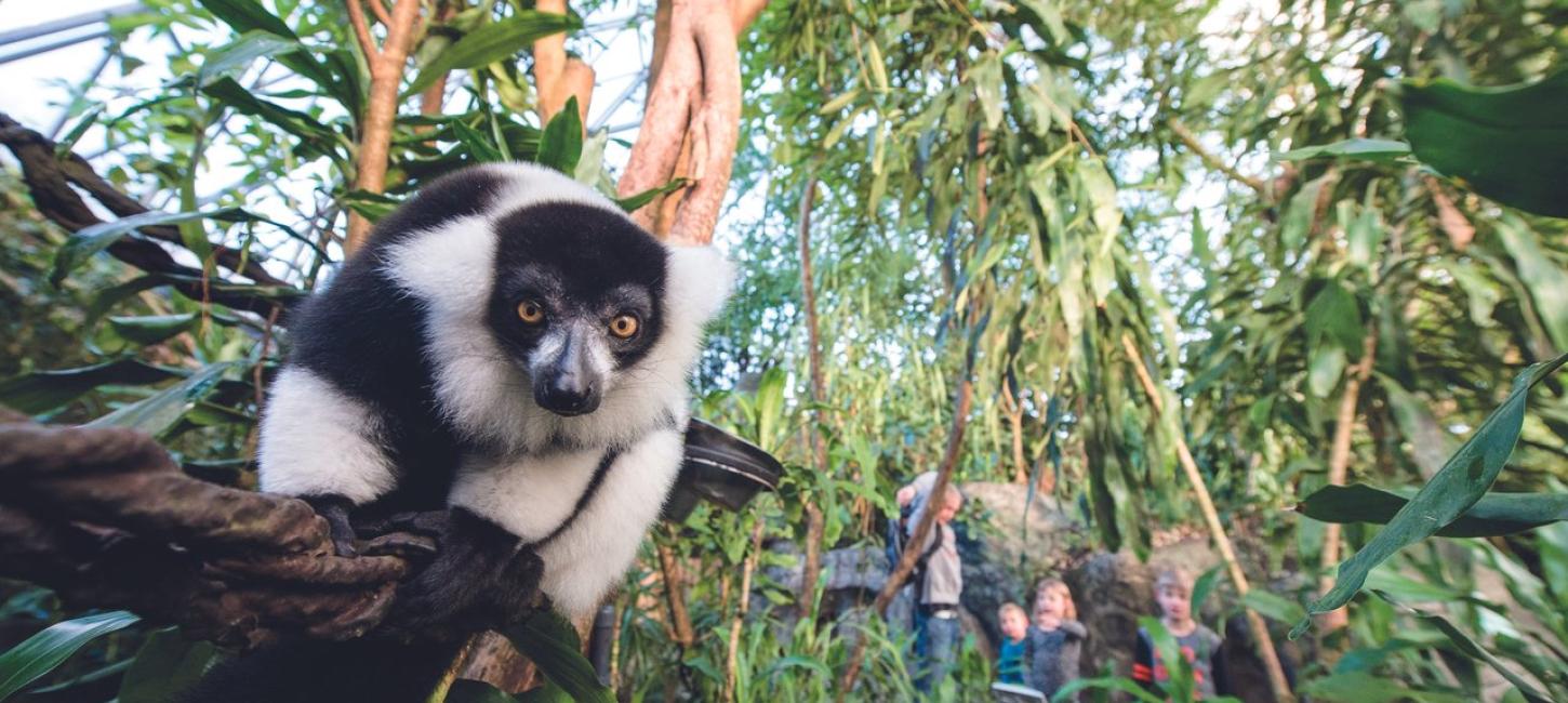 Ape og barn i Randers Regnskov