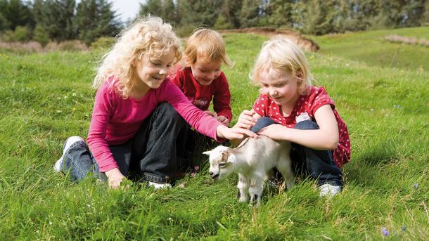 Children with goat at Skallerup Seaside Resort