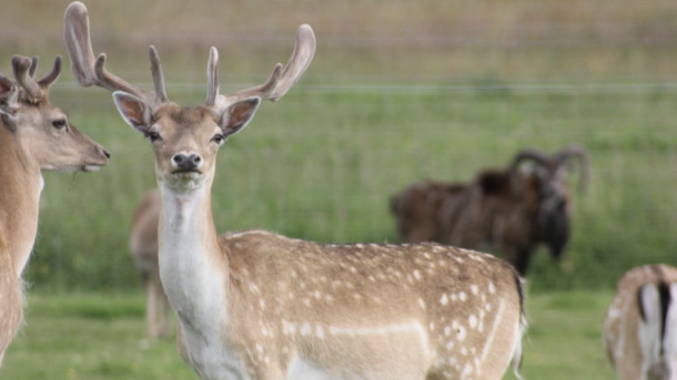 Rævhede Naturprodukter