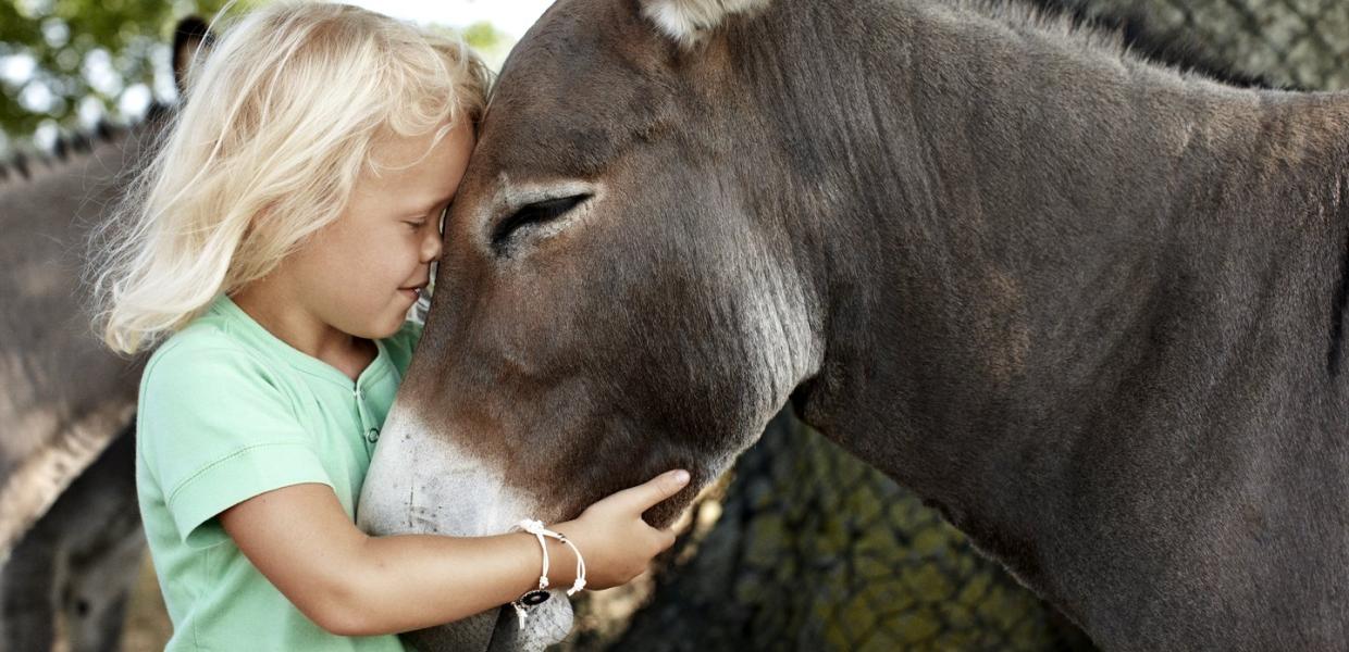 Child with donkey at Knuthenborg Safaripark, Lolland-Falster