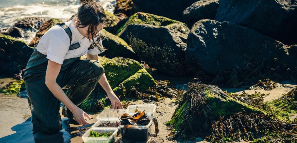 Mathilde from Restaurant Blink gathering seaweed by the beach in Skagen, North Jutland
