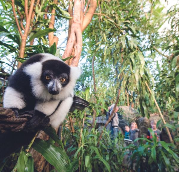Ape og barn i Randers Regnskov