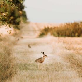 Kanin på kaninøyen Endelave, Kystlandet, Danmark