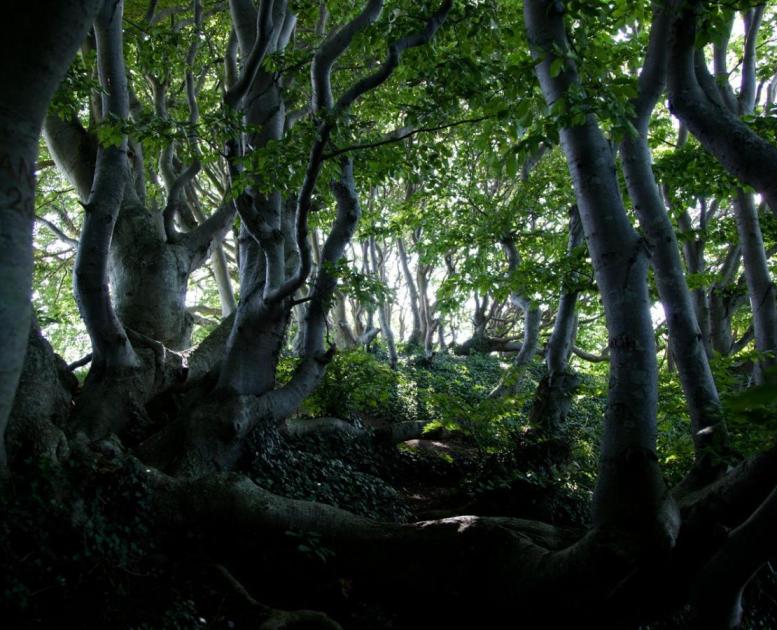 Bäume im Mols Bjerge Nationalpark, Dänemark